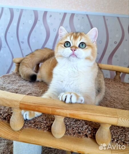 Девочка очаровашка