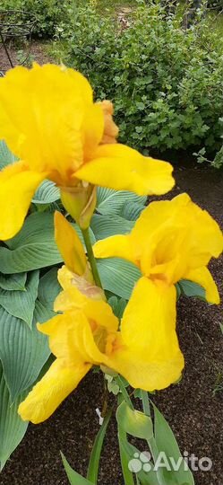 Ирис сотовой,крупный,высокий