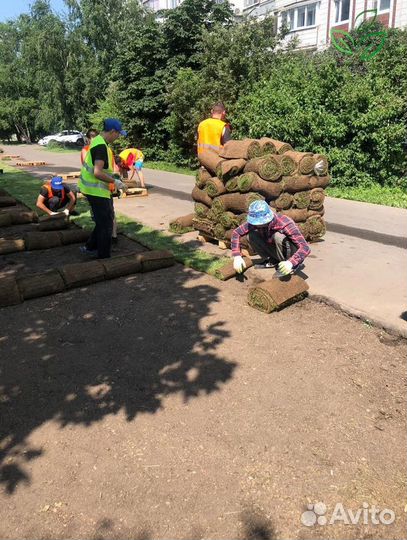 Рулонный газон