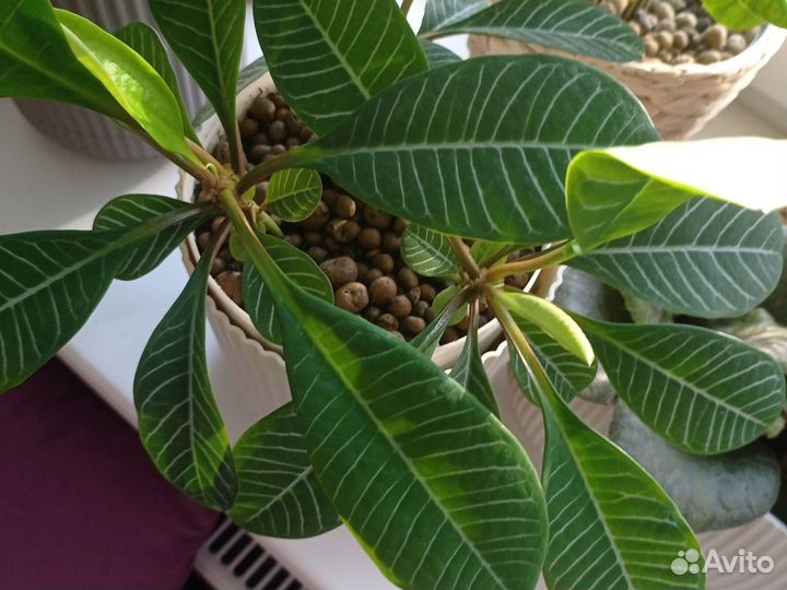 Молочай Гребенчатый (пальма)