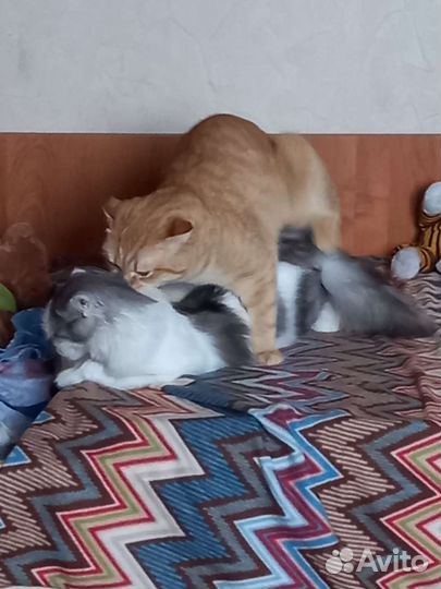 Шотландский кот вязка