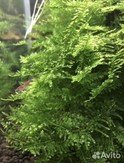 Яванский мох