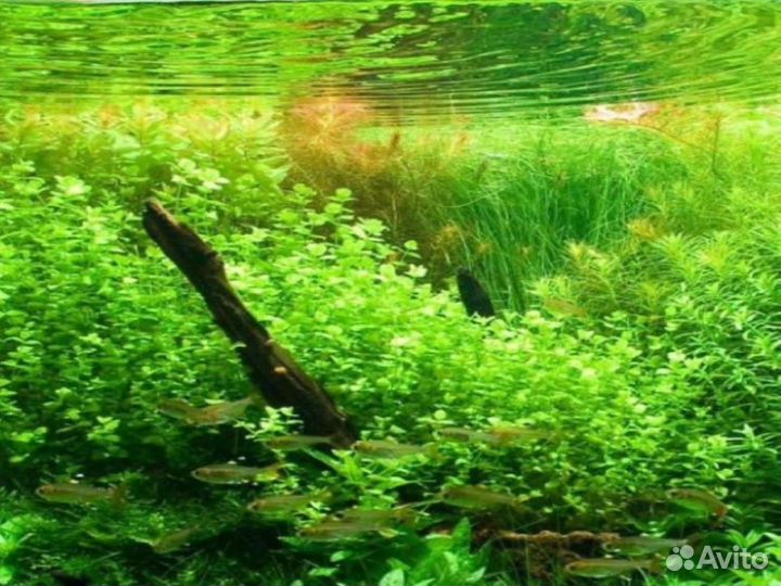 Аквариумные растения