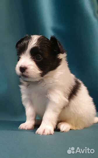 Папийон Девочка