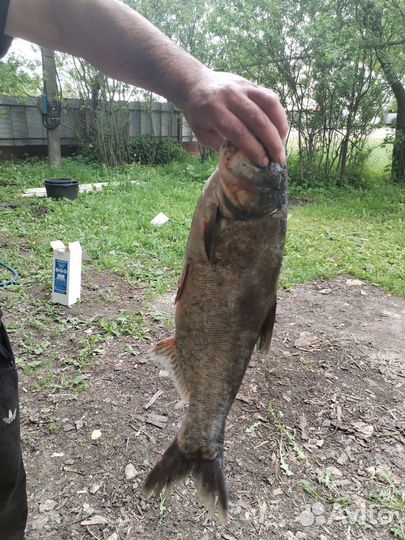 Живая рыба толстолобик карп