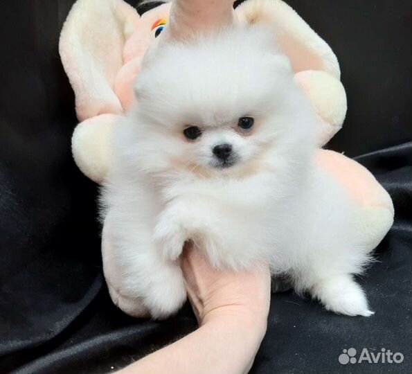 Белый померанский шпиц мальчики