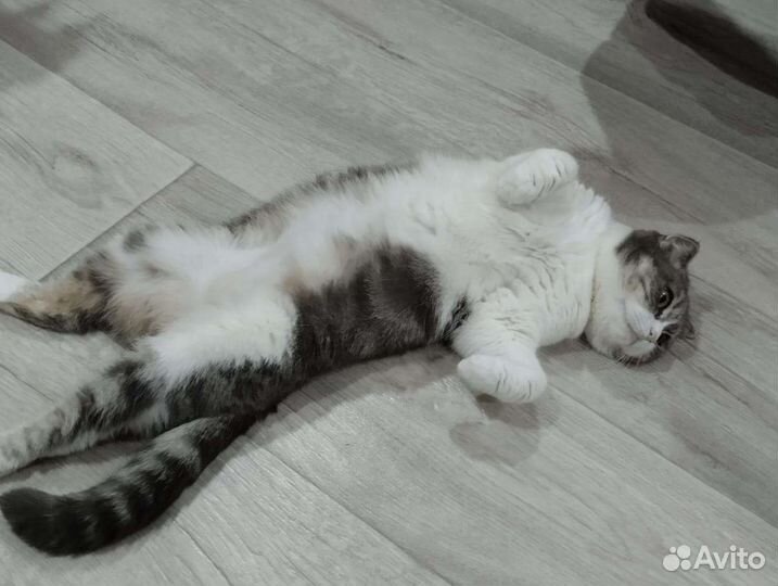 Шотландские