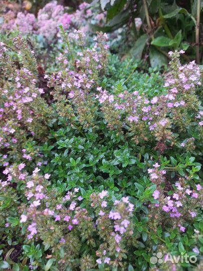 Тимьян ползучий (чабрец), Вероника синяя