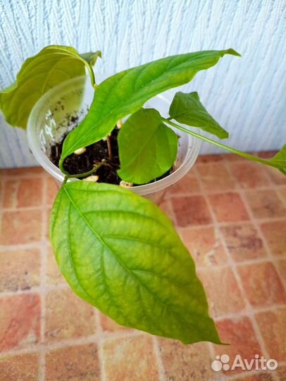 Квисквалис индийский