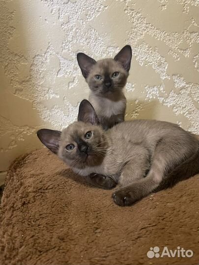 Котята европейской бурмы