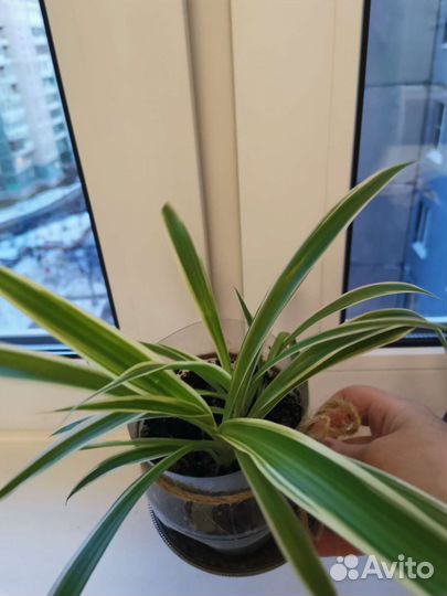 Хлорофитум