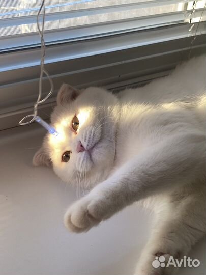 Шотландская кошечка на вязку