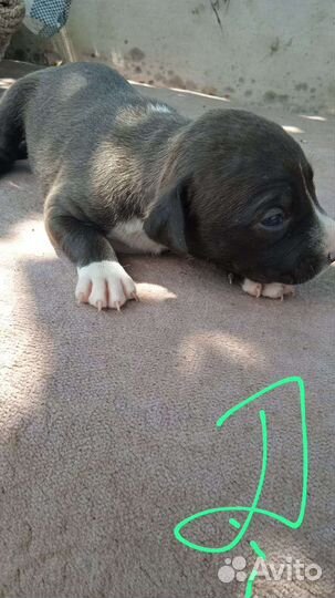 Щенки питбуля