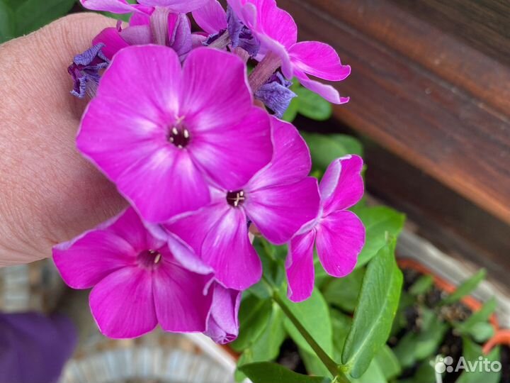 Флокс Блю парадиз и др