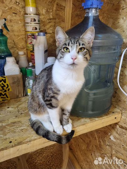 Котик в добрые руки