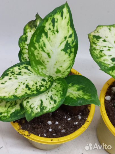 Дифенбахия ами