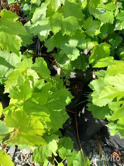 Саженцы роз