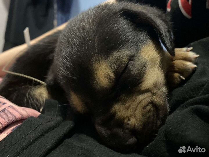 Малышка ищет приют