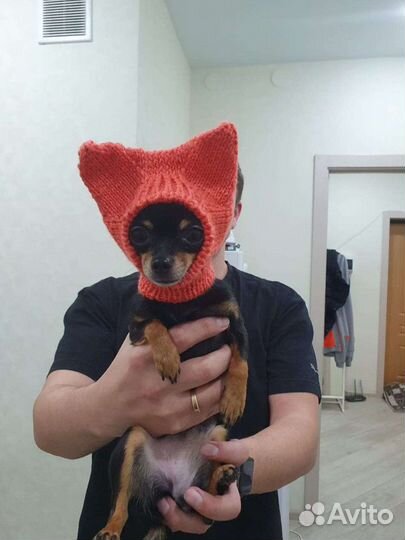 Одежда для собаки