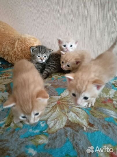 Котята в добрые руки