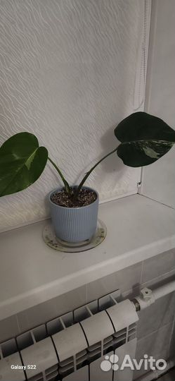 Монстера вариегатная альба