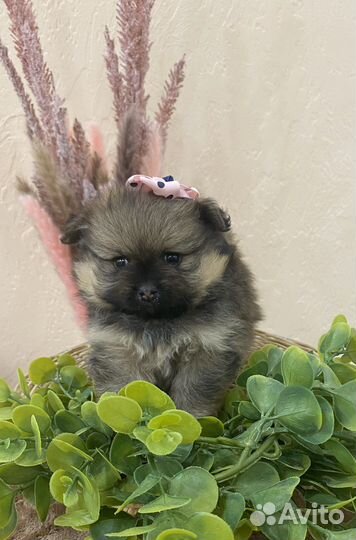 Щенки шпица