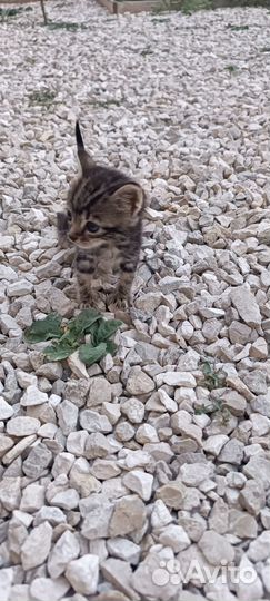 Котенок бесплатно спасли от гибели