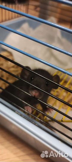 Крыса Дамбо крысята. Клетки