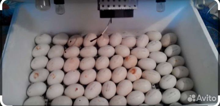 Инкубатор для яиц индоутки. Инкубационное яйцо индоутки. Яйца Утиные мускусные. Яйца индоутки в инкубаторе. Мускусная утка инкубация.