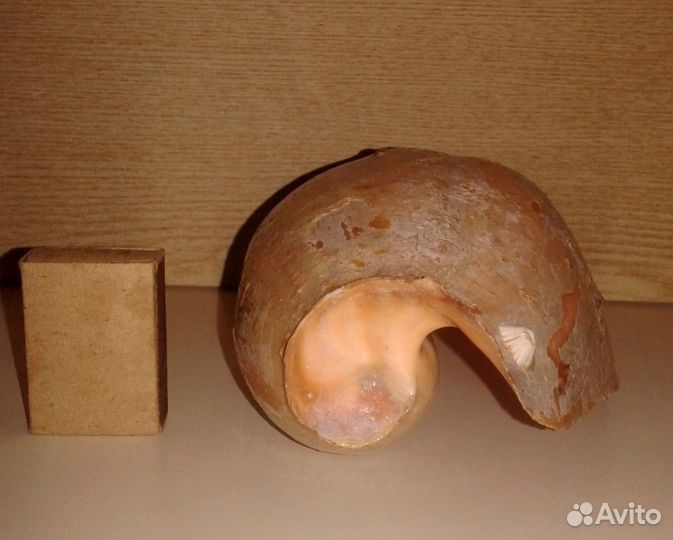 Ракушка Cymbium glans (Senegal)