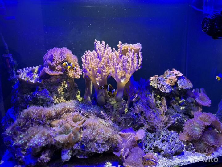 Аквариум морской
