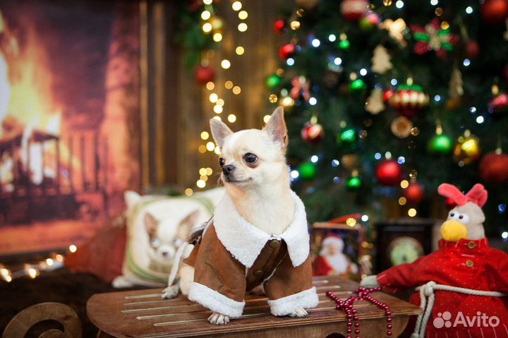 Кобели Чихуахуа кремового и шоколадного окраса