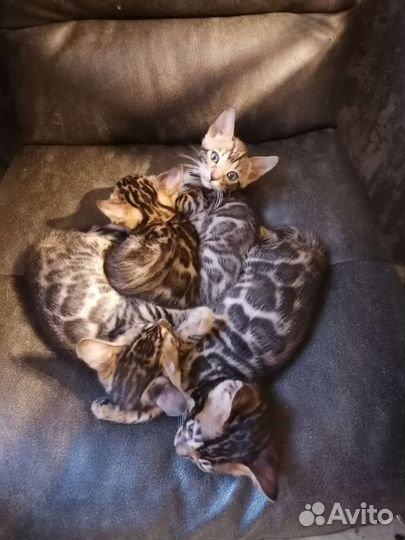 Бенгальские котята