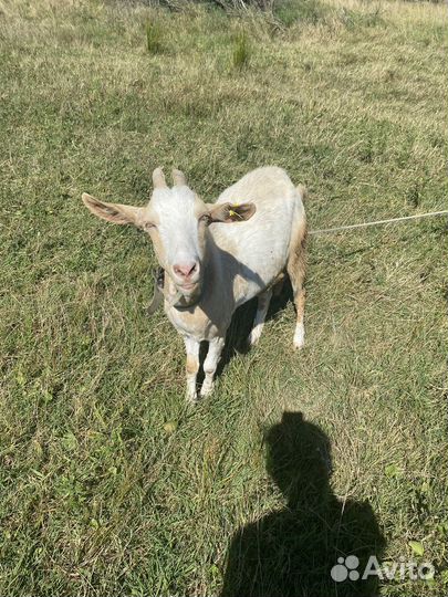 Коза и козлята