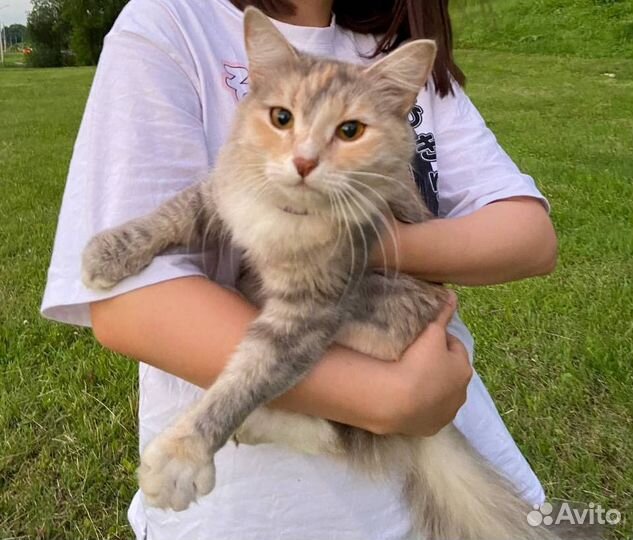 Кошечка в добрые руки