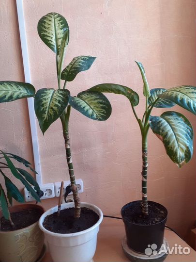 Диффенбахия