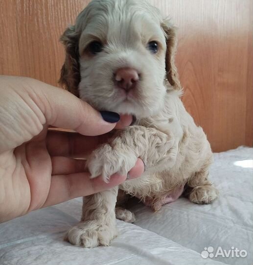 Американский кокер спаниель щенки