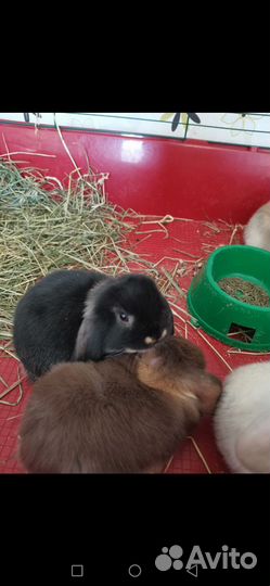 Карликовые вислоухие крольчата разных окрасов