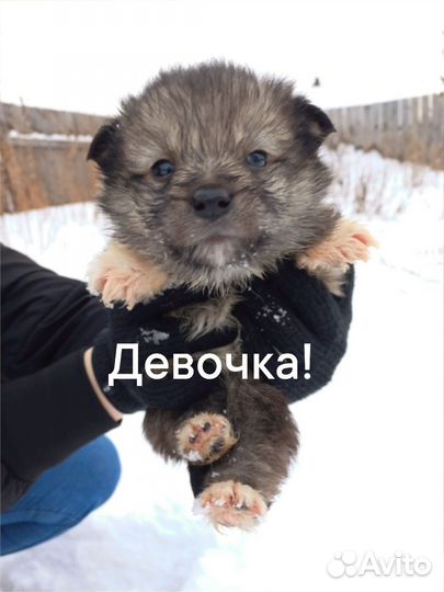 Щенки хаски в добрые руки