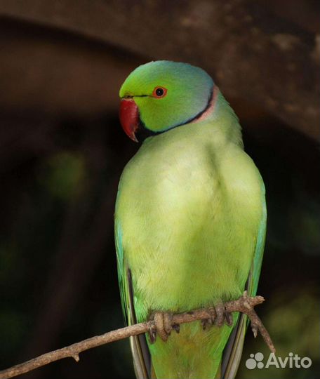 Ожереловый попугай птенцы