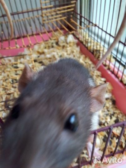 Крыска ручная