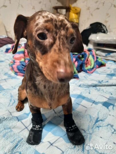 Одежда для собак мелких пород