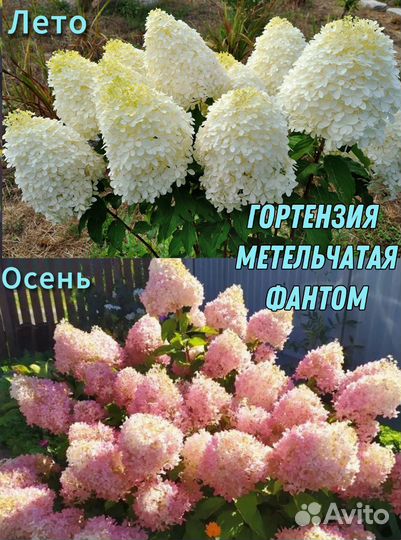 Гортензия метельчатая Фантом