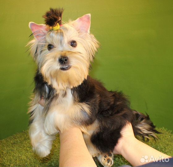 Девочка Йоркширского терьера для души