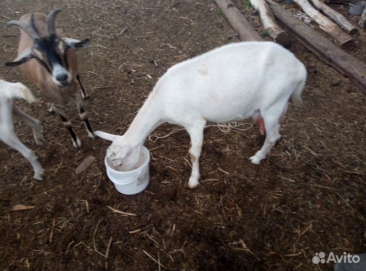 Коза козлы козлята