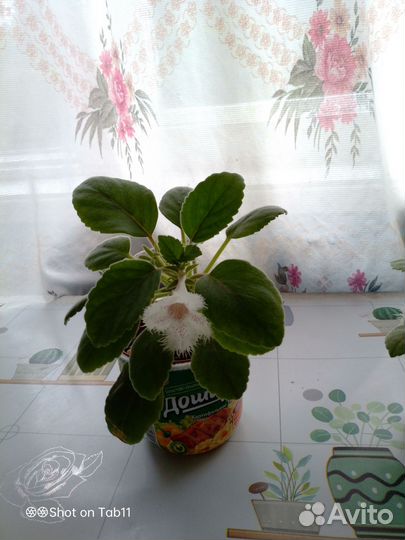 Комнатные цветы