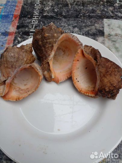 Ракушки рапана