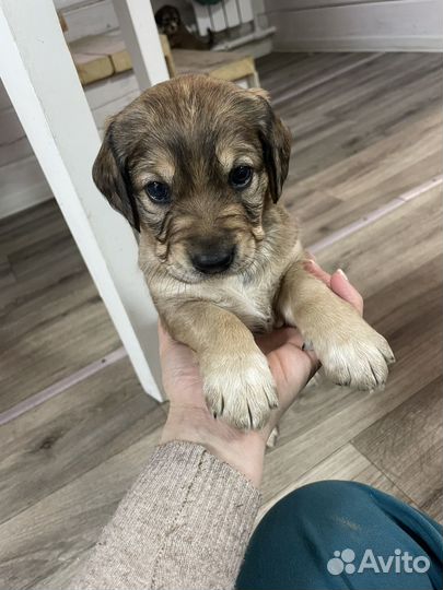 Щенки английский кокер спаниель