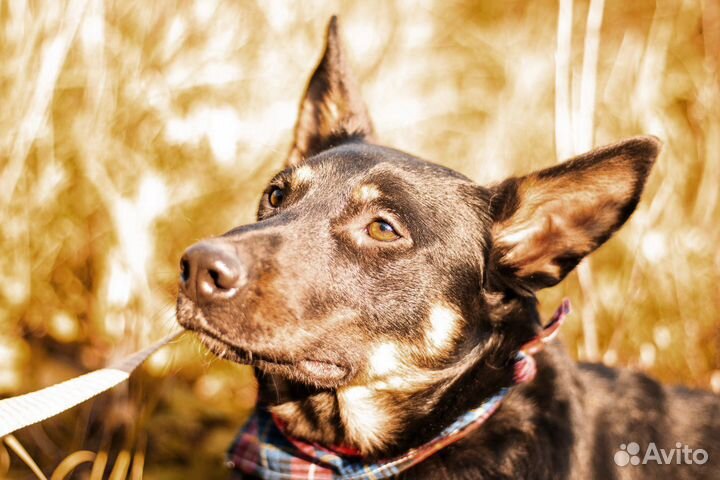 Дружелюбный Антей ищет дом