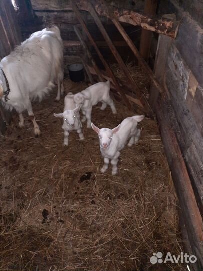 Козлята, козы